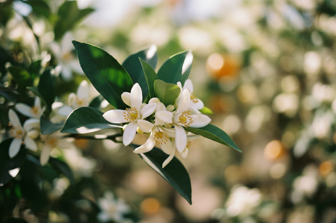 Neroli: la flor de azahar que huele a lujo mediterráneo